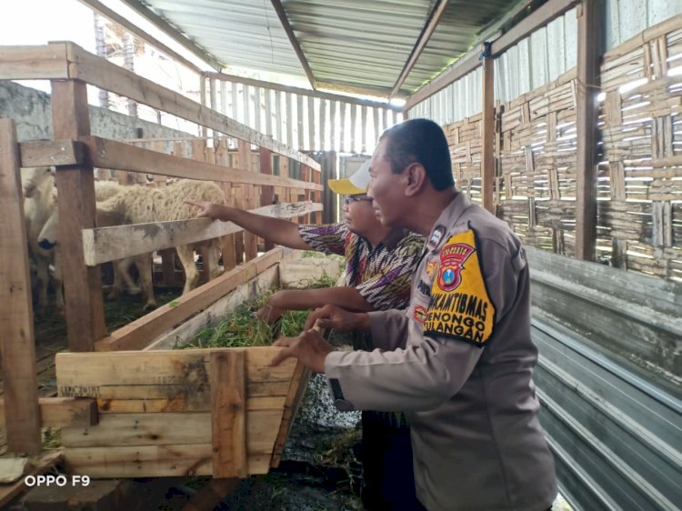Pemeriksaan Kesehatan Hewan Ternak di Desa Kenongo, Wujud Dukungan Terhadap Ketahanan Pangan Nasional